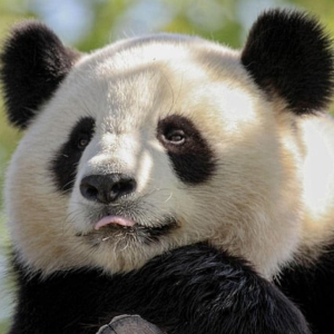 Picture of Panda