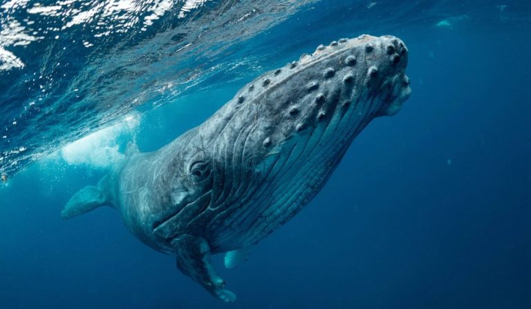 Földönkívülikre specializálódott tudósok azt állítják, hogy 20 percig beszélgettek egy bálnával