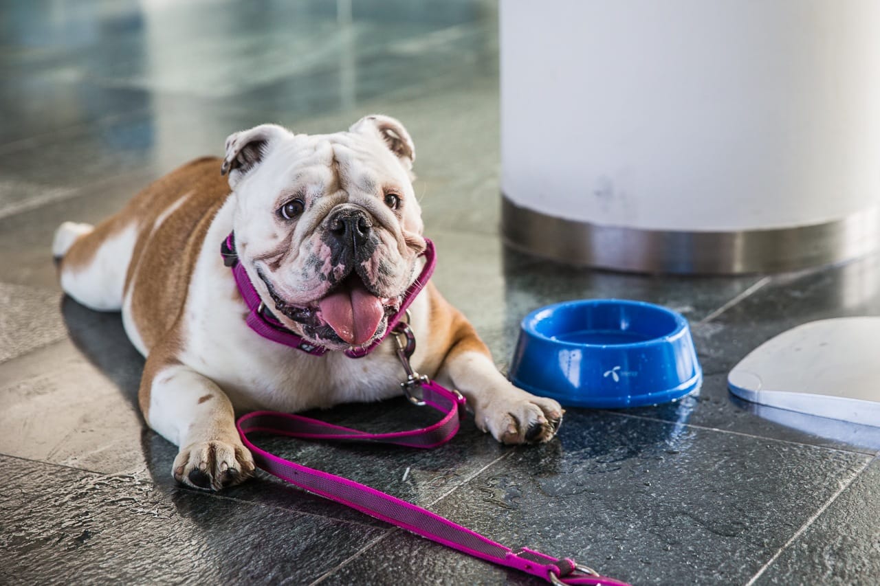 kutyák-szilveszteri