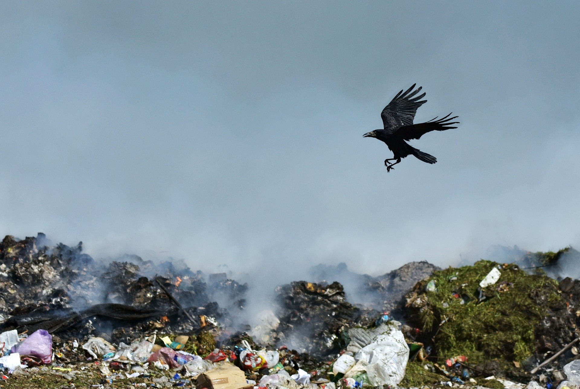 Az év természetfotója