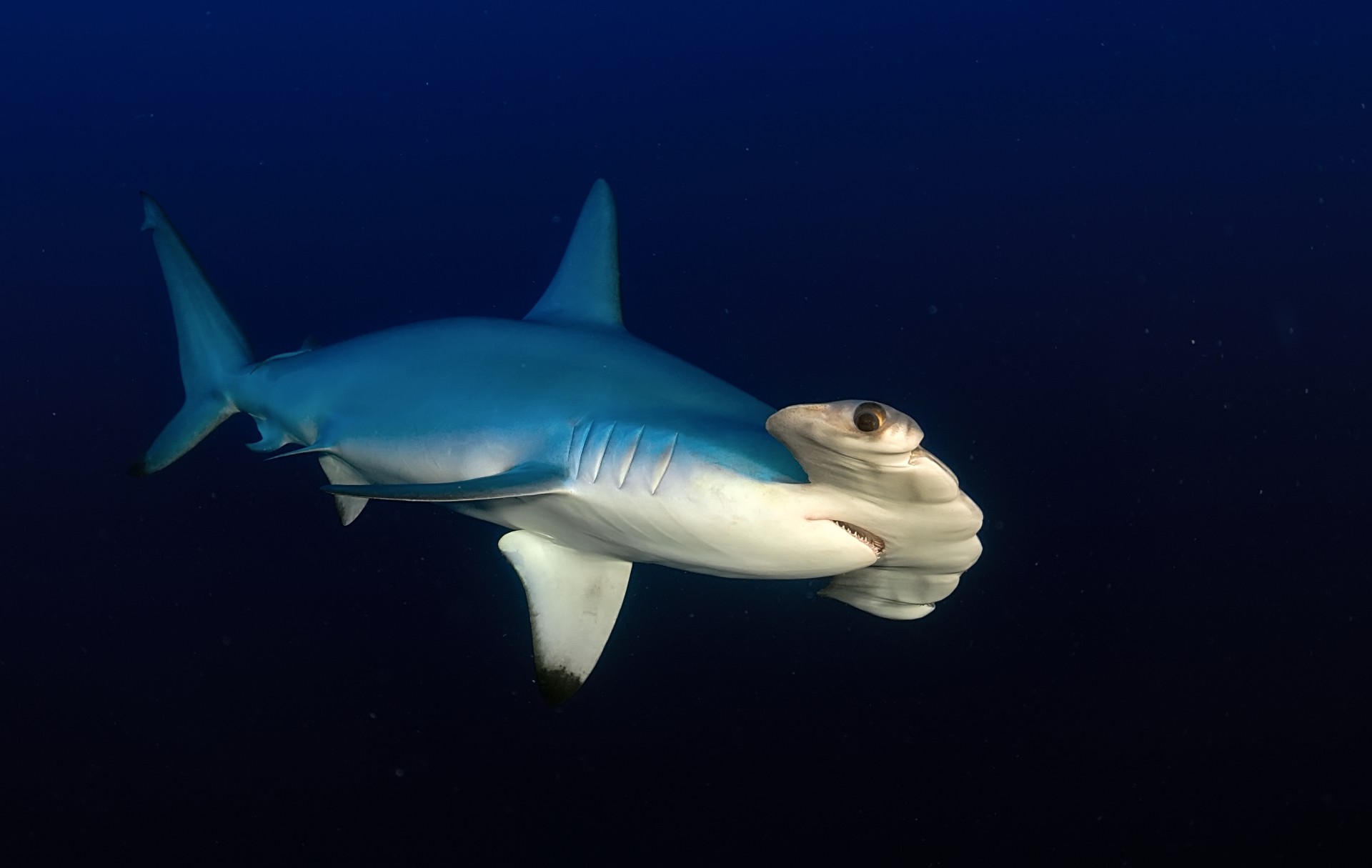 10._Előd-László_-_Pöröly_10_1_1192_2380