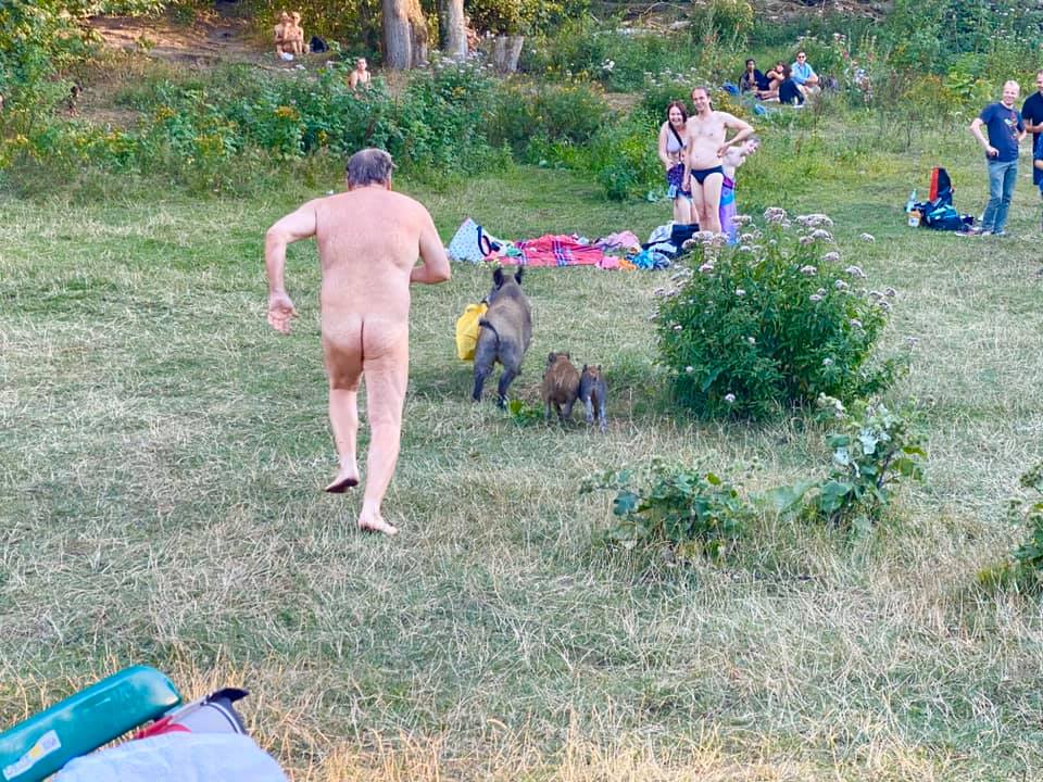 vaddisznó
