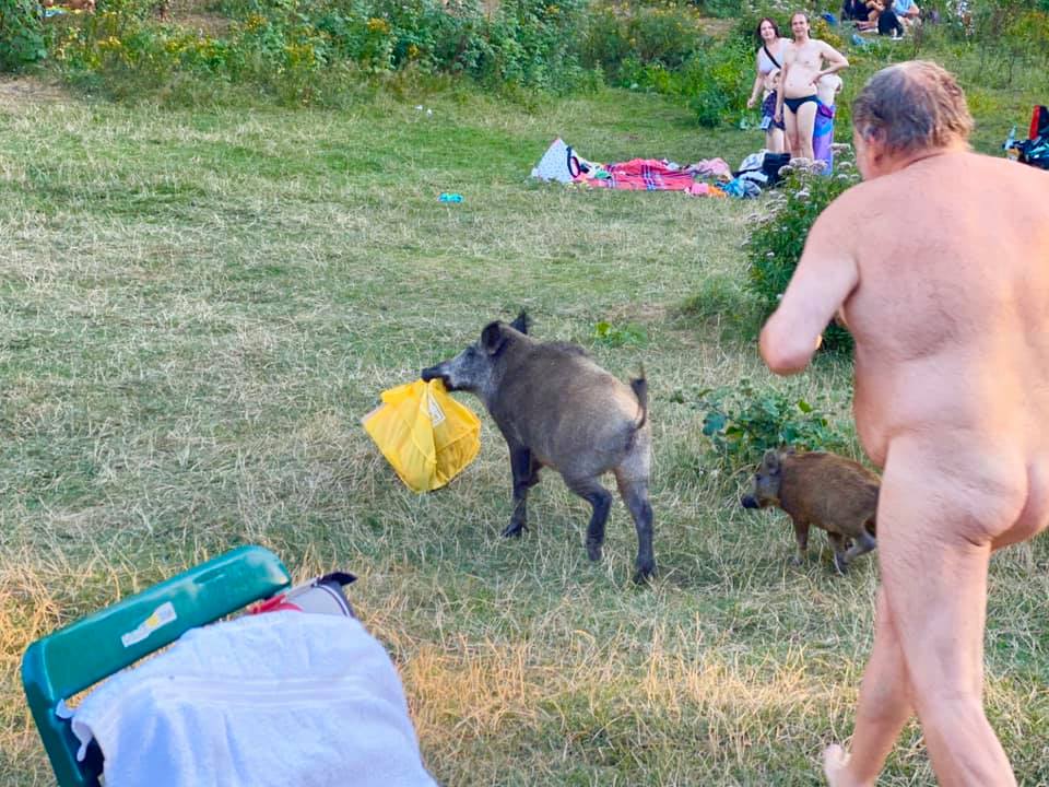 vaddisznó