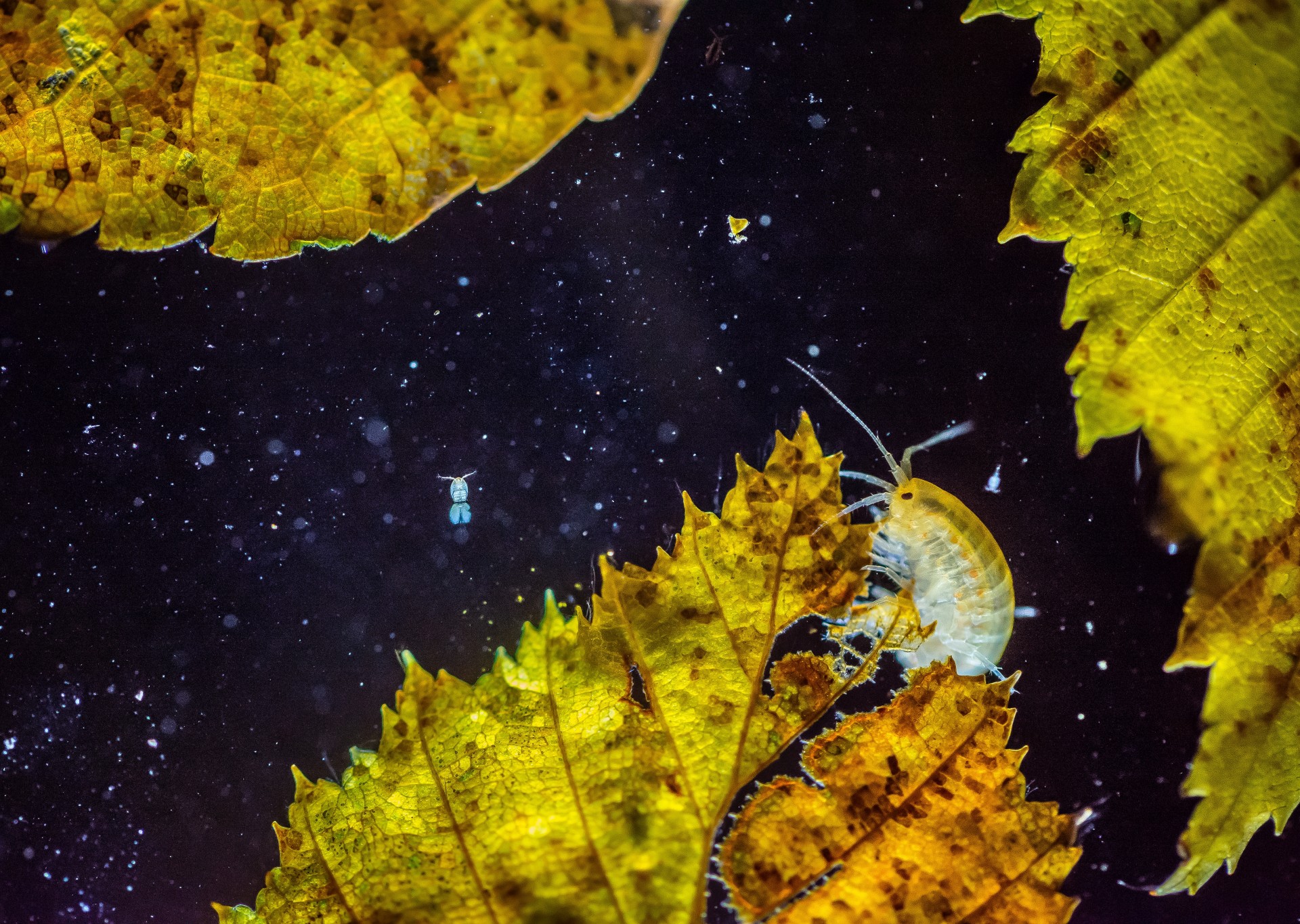 Az év természetfotósa