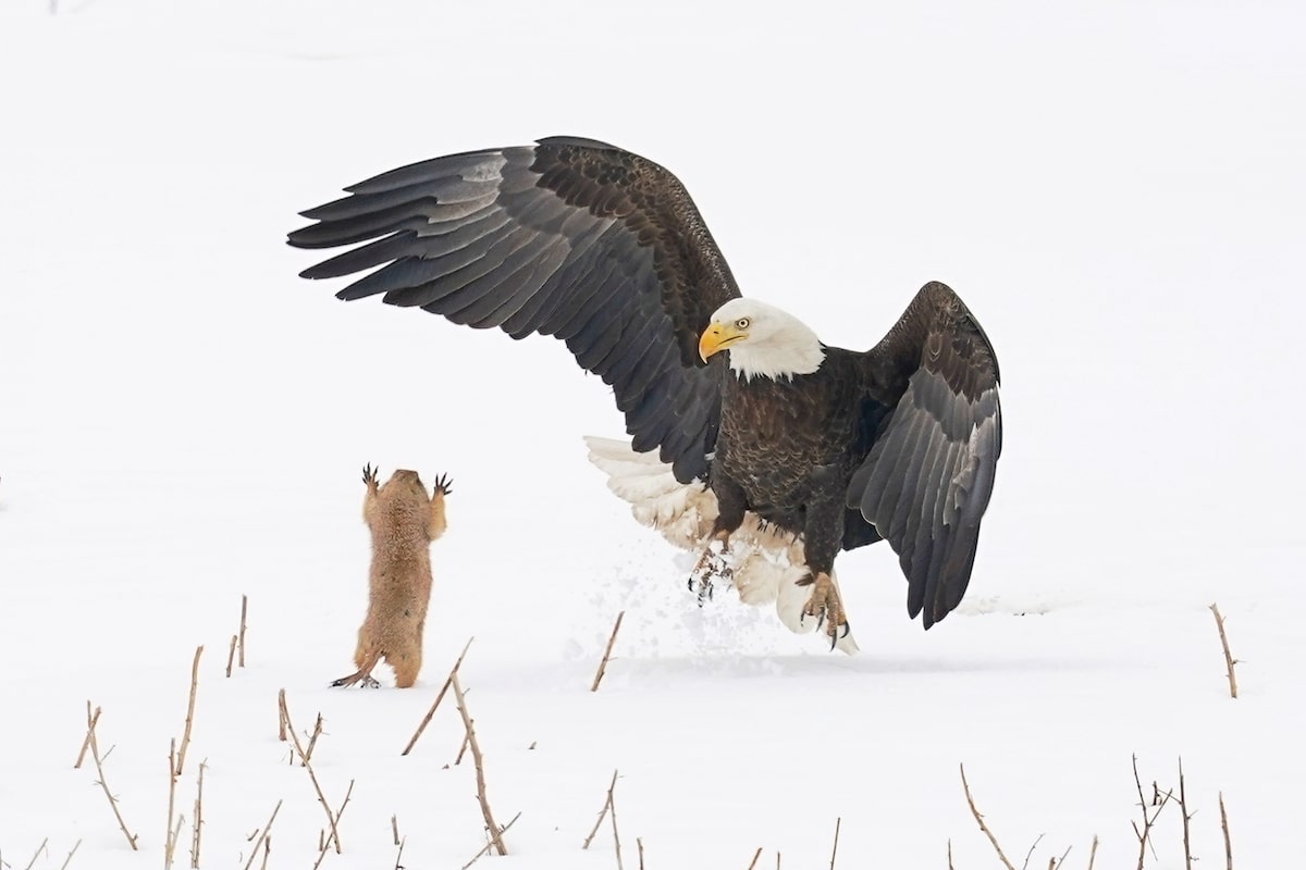  Comedy Wildlife Photography Awards