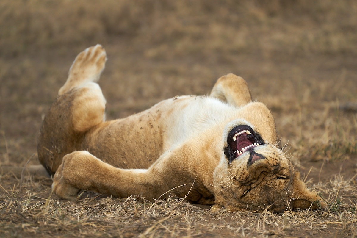  Comedy Wildlife Photography Awards