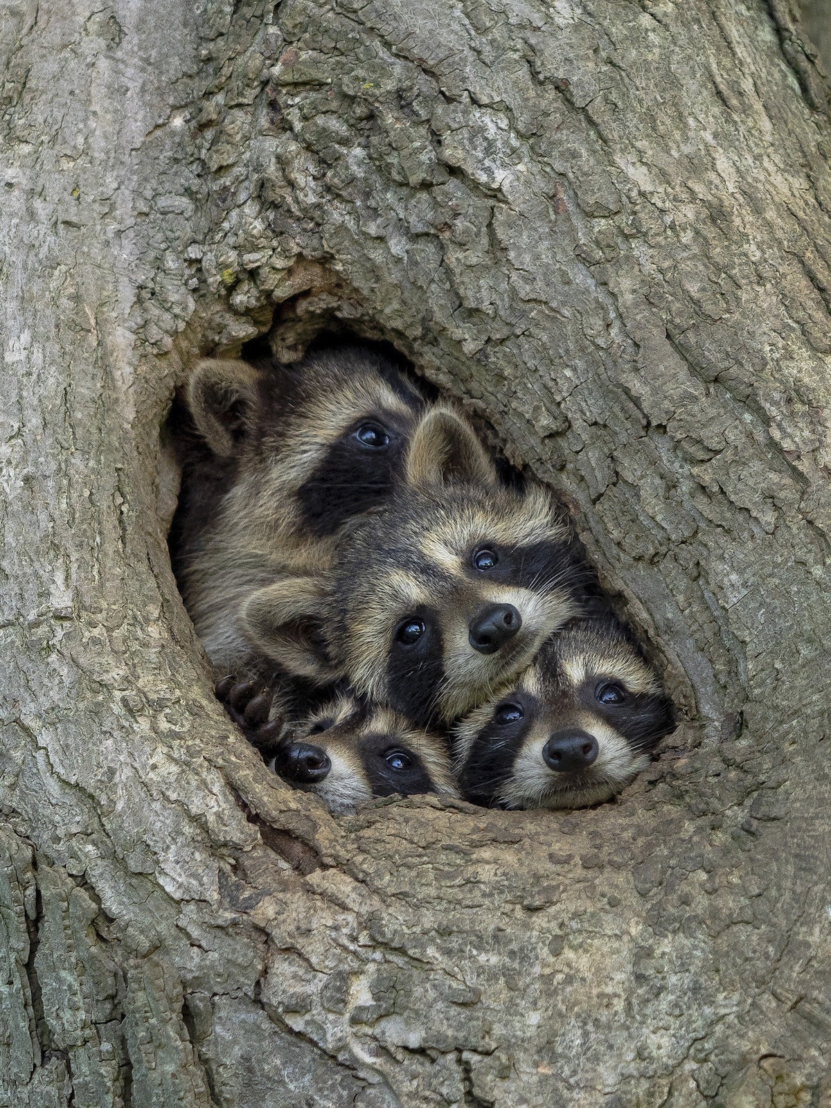 Comedy Wildlife Photography Awards