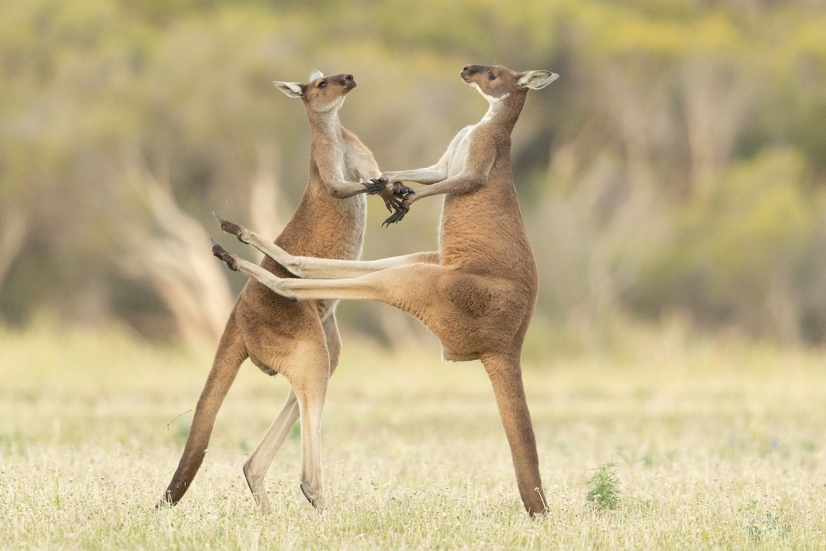  Comedy Wildlife Photography Awards