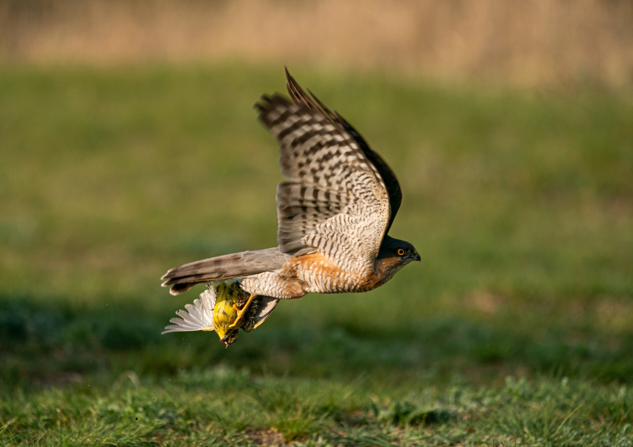 Az év természetfotósa