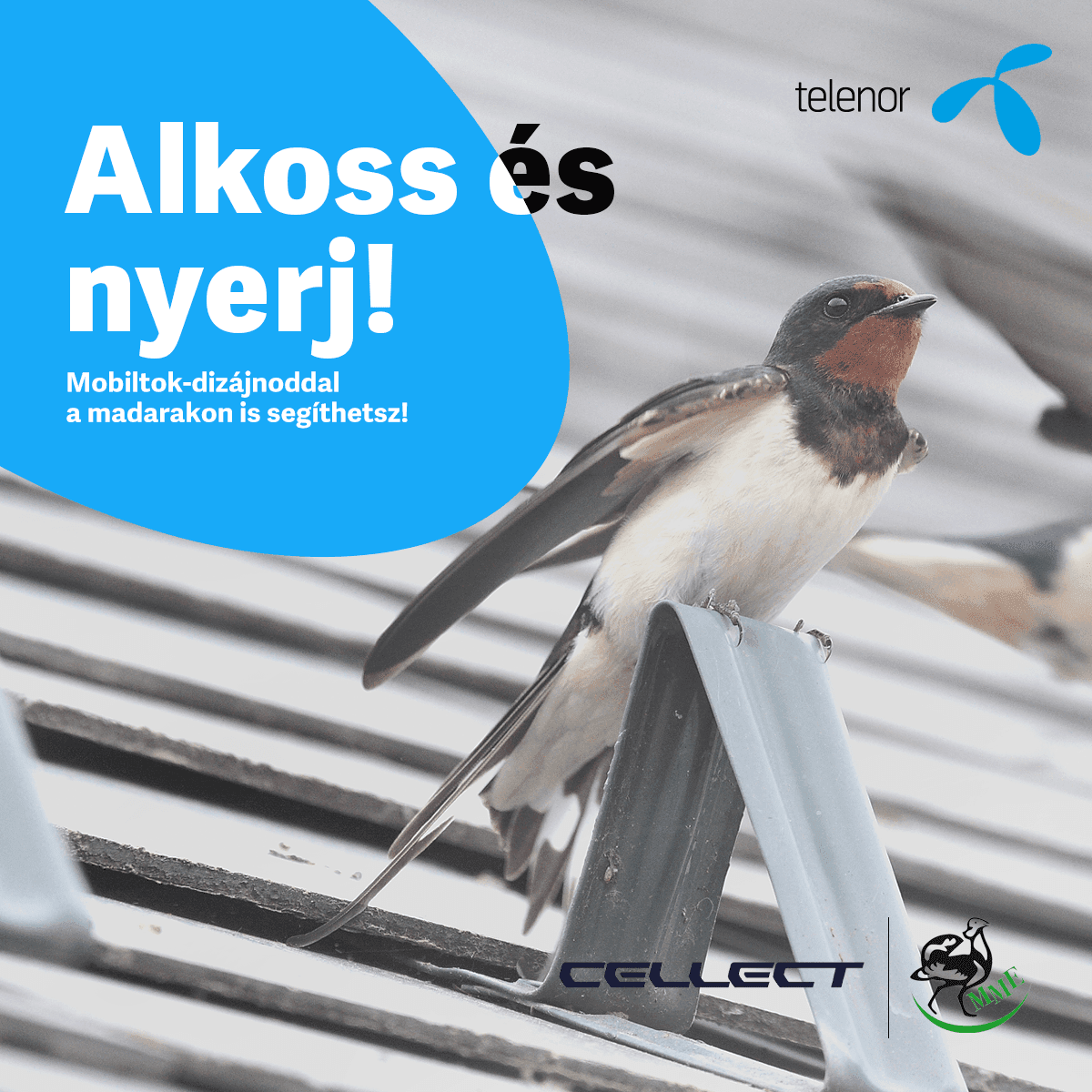 telenor fecskék