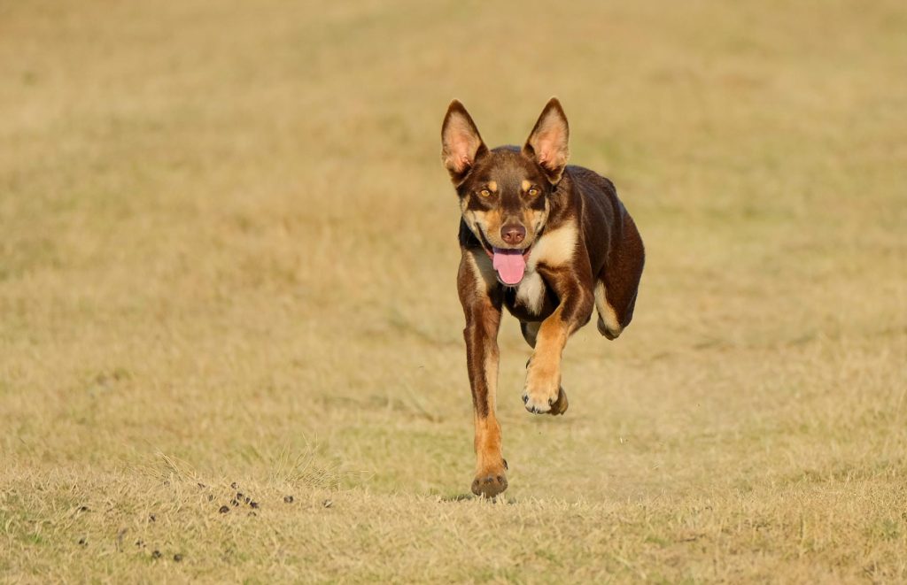 kelpie
