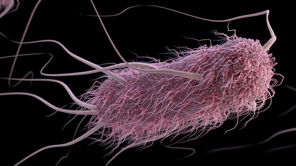 e.coli áram