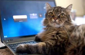 macska kórház leáll billentyűzet