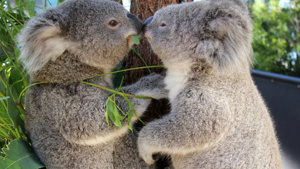 koalaa