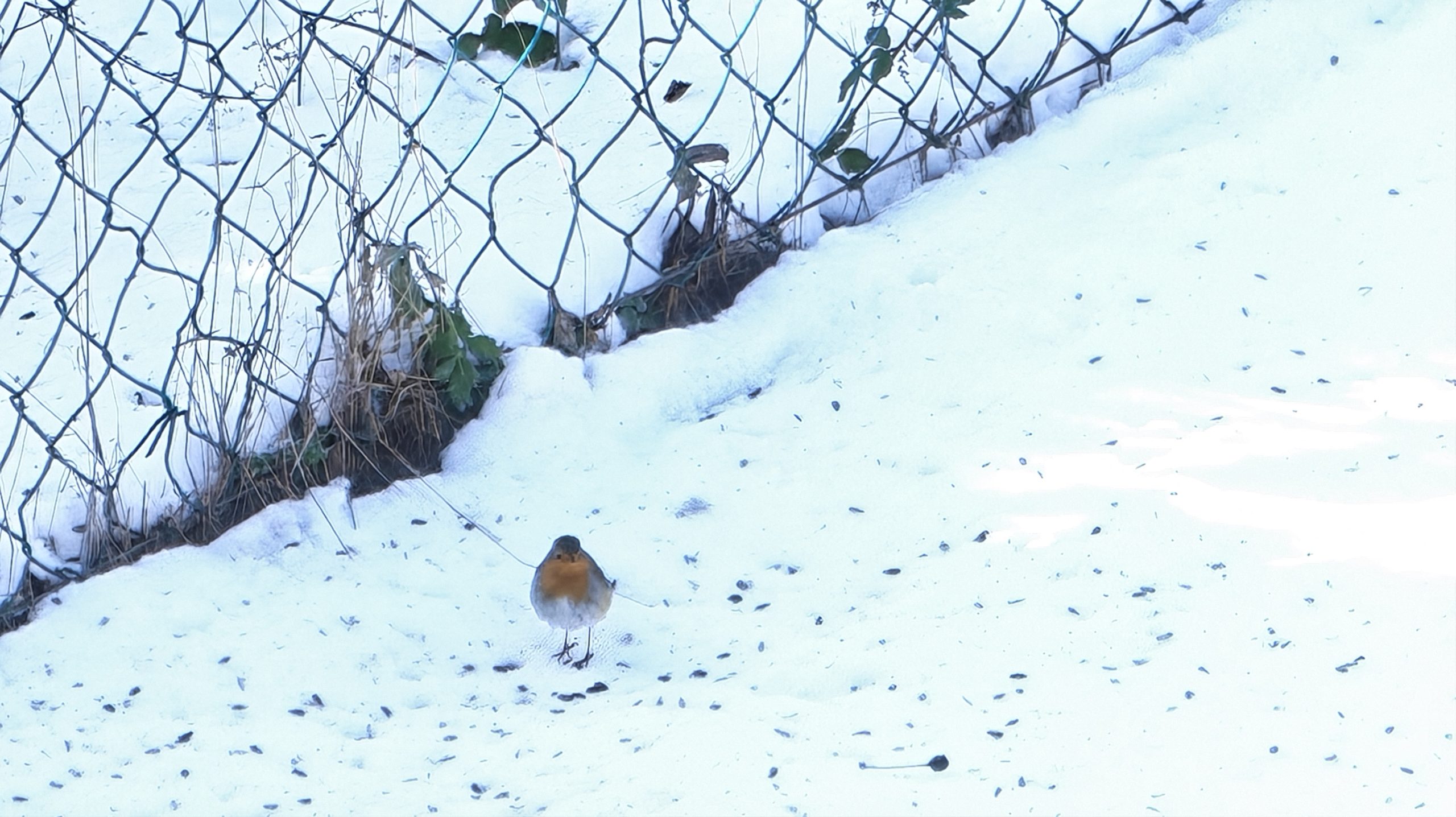 Honor Magic 8 Pro teszt